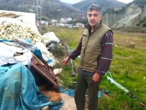 Sinop’ta Limanda Demirleyen Balıkçılar 6 Köpeği Ölü Buldu