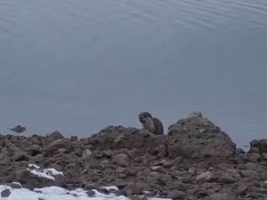 Tunceli’de Nesli Tükenme Tehlikesi Altında Bulunan Su Samuru Görüntülendi