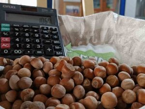 Fındık Yükselişte