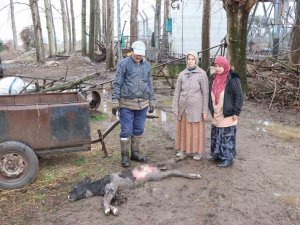 Buzağısının Sokak Köpekleri Tarafından Parçalandığını İddia Etti