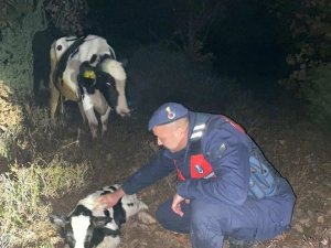 Kaybolan Gebe İnek Buzağılamış Halde Bulundu