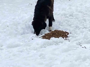 Hayvanları Beslediler, Yaralı Köpeğe Sahip Çıktılar