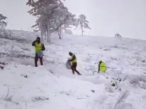 Domaniç’te Kozalaklardan Çıkarılan Sedir Tohumları Toprağa Ekildi