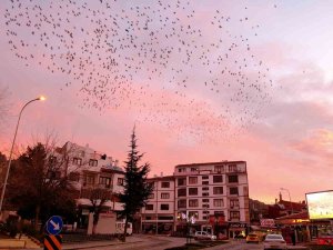 Tablo Gibi Gökyüzüne Sığırcık Sürüsünden Fırça Darbeleri