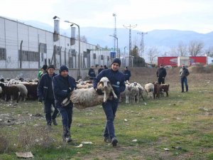 Ekili Arazilere Zarar Veren Koyunlara Zabıta Müdahale Etti