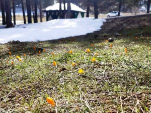 Simav Gölcük Yaylasında Kar Ve Çiğdemler Yan Yana
