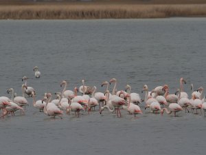 Denizli’de 33 Farklı Türde 29 Bin 794 Kuş Sayıldı