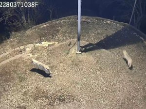 Sürü Halinde Köye İnen Kurtlar Güvenlik Kamerasına Yansıdı