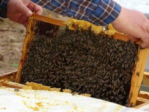 Çanakkale Balı Avrupa Yolcusu