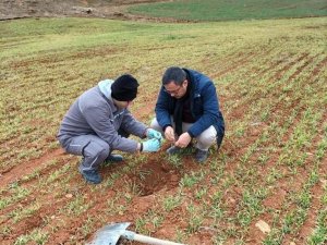 Hububat Ekili Alanlarda Kontroller Yapıldı