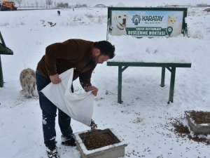 Karatay Belediyesi Sokak Hayvanlarını Unutmadı