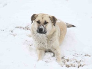 Ankara’da Etkili Olan Kar, Havadan Görüntülendi