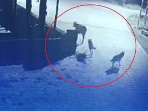 Aç Kalan Kurtlar Mahalleye İndi, İneği Telef Etti