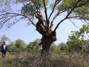 Yunusemre Belediyesi 2023 Yılı Ağaç Aşılaması İçin Talep Toplayacak