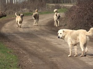 Başıboş Köpekler Köylünün Korkulu Rüyası Haline Geldi