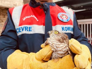 Yaralı Atmaca Tedavi Altına Alındı