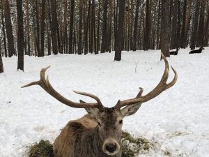 Mihalıççık’ta Geyiklerin Kar Keyfi