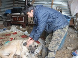 Yaralanan Köpek İki Aileyi Mahkemelik Etti