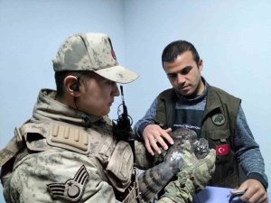 Yaralı Atmacaya Jandarmadan Şefkat Eli