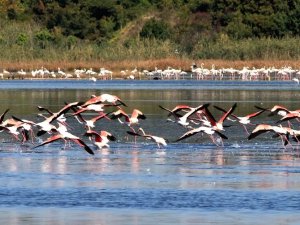 Başkan Metin Oral: “Hersek Lagünü Çok Değerli Bir Sulak Alandır”
