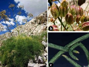 Dünyada Sadece Tunceli’de Var: Tunceli’de Yeni Bir Çakşır Türü Keşfedildi