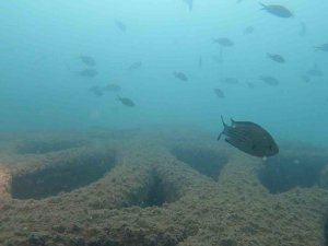 Mersin’deki Yapay Resifler Canlıların Beslenme Ve Üreme Alanı Oldu