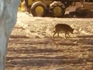 Aç Kalan Kurt İlçe Merkezine İndi