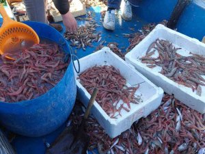 Yasak Bitti, Karides Dolu Teknelerle Limana Döndüler