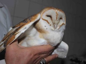 Ender Görülen Peçeli Baykuş Yaralı Halde Bulundu