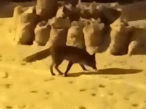 Yiyecek Arayan Tilki İlçe Merkezine İndi