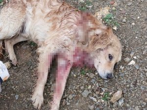 Av Tüfeğiyle Vurulan Köpek Yaralandı