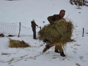 Şırnaklı Besilerin Ömrü Yazın Yaylada, Kışın İlçede Geçiyor