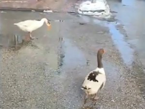 Elazığ’da Sürüden Ayrılan 2 Kaz Yolunu Şaşırıp Trafiğe Çıktı