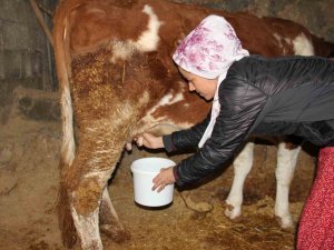 Fransız Turist Çift Köy Hayatını Yaşadı