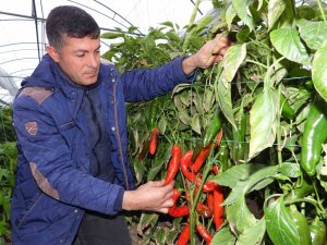 Azı Şifa Fazlası Zarar: Samandağ Biberinin Faydaları Saymakla Bitmiyor