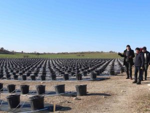 Topraksız Tarım Uygulamaları Artıyor