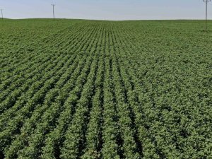 Diyarbakır Tarımı Çığır Açtı: 813 Tane Tesis Kuruldu, 452 Milyon Tl Karşılıksız Hibe Aktarıldı