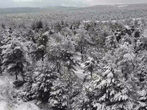 Çam Ağaçları Kara Büründü, Ortaya Kartpostallık Görüntüler Çıktı