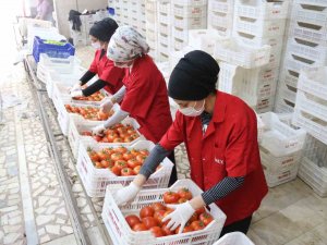 İ̇şlem Gören Domates Miktarı Geçen Yılın Aynı Ayına Göre Yüzde 19 Azaldı