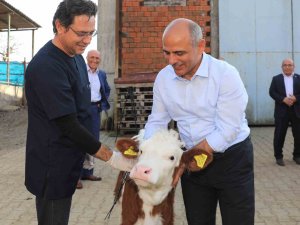 Körfez’de Hayvan Üreticilerine Müjde: Aşı Ve Küpeleme 2023’te De Sürecek