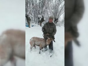 Köpeklerin Saldırısına Uğrayan Dağ Keçisini Muhtar Kurtardı