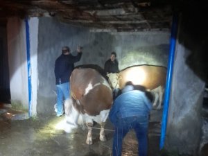 Yağışlara Dayanamayan Ev Ve Ahır Çöktü