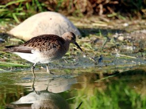 Dünya Sulak Alanlar Günü’nde ’Akılcı Kullanım’ Uyarısı