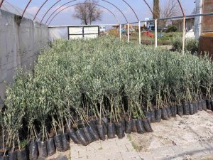 Zeytin Üretim Merkezi Aydın’da Üreticilere Zeytin Fidanı Dağıtılacak