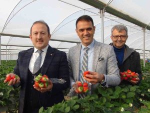 Vali Pehlivan, İşçilerle Birlikte Hasat Yaptı