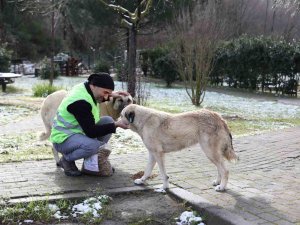 Yalova Belediyesi’nden Sokak Hayvanlarına Yem