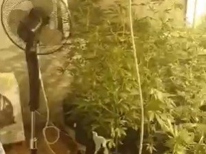 Evin İçini Seraya Çevirip Uyuşturucu Yetiştirmişler