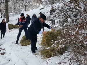 Yaban Hayvanları Unutulmadı