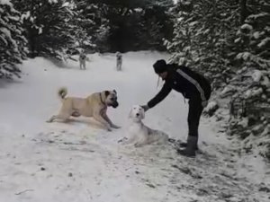 Kangal Sahibinin Yaptığı Kardan Köpeği Kıskandı