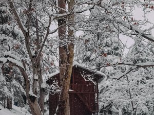 Orman Beyaz Gelinliği İle Mest Etti